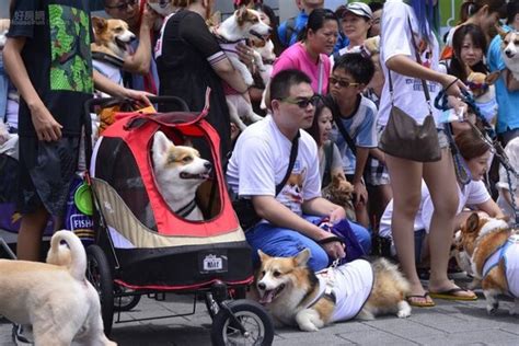 養兩隻狗迷信|狗年狗來富 家裡養狗數量有學問？！